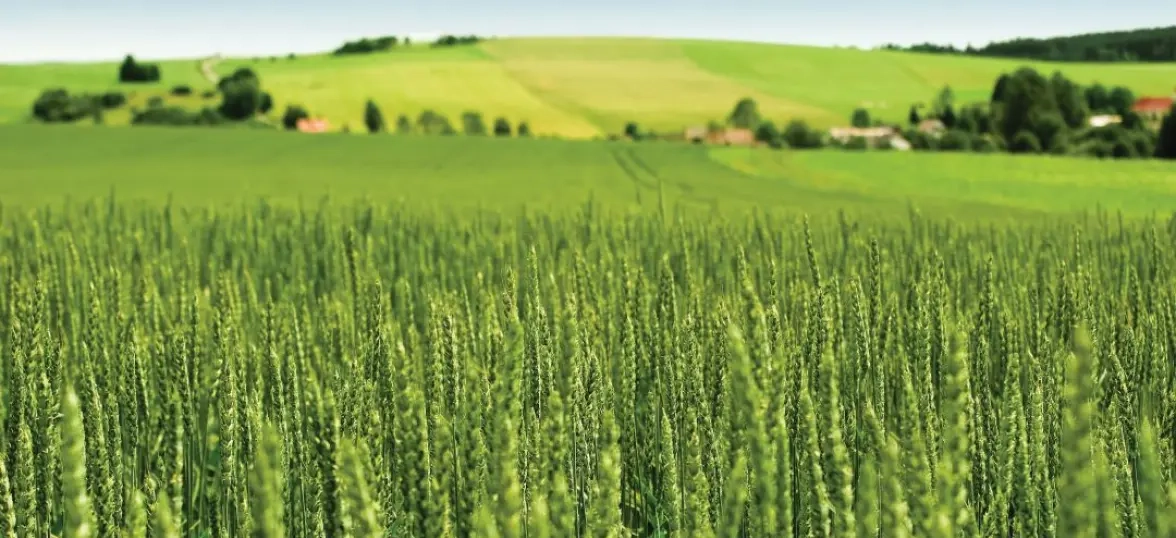 Winter wheat