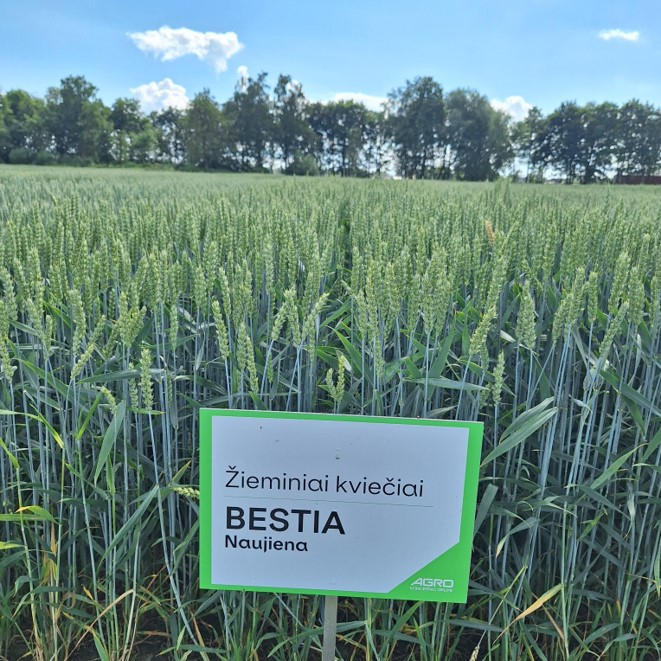 Šaltinis: „AgroITC“  2026-06-25. Veislių bandymai.