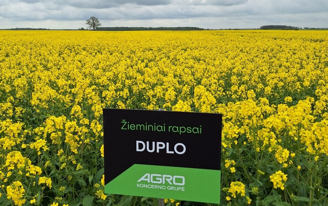 Veislių kolekcija Duplo. Akmenės r. 2025-05-14