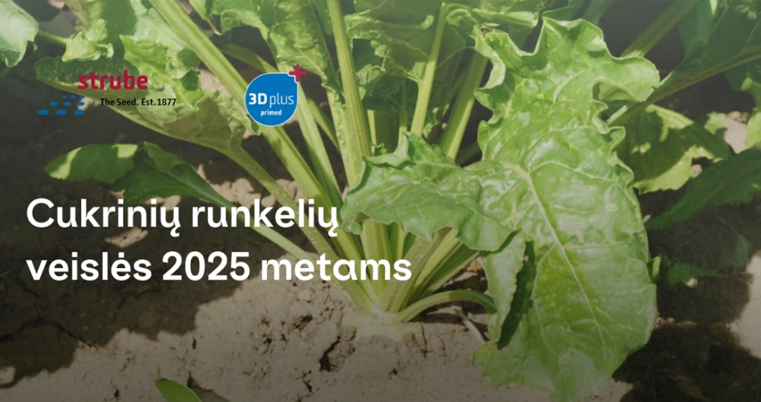 Agrokoncerno Strube cukrinių runkelių veislių katalogas