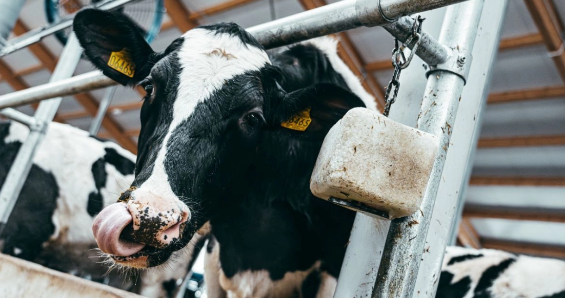 Radviliškyje, Bebrujų kaime, pradeda veiklą „Agrokoncerno grupės“ didžiausias ir moderniausias karvių fermų kompleksas Europoje.
