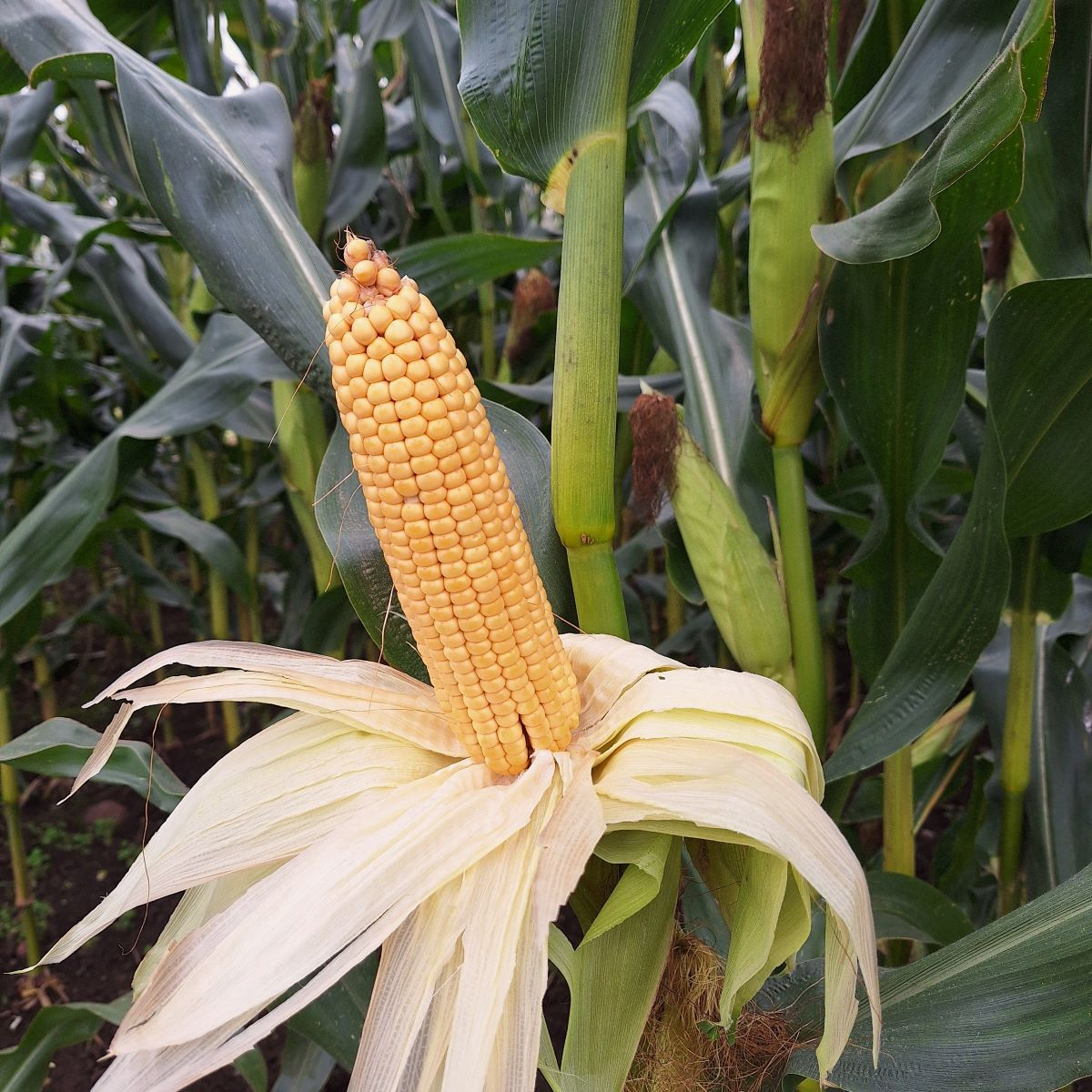 Kukurūzai DKC3218 (FAO 220-230) beic. Redigo M 3