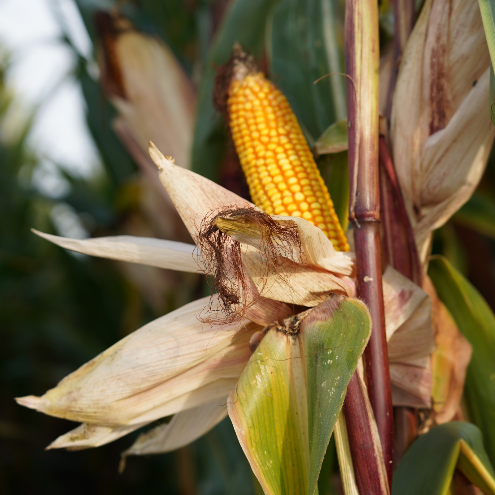 Kukurūzai P7655 (FAO 210) beic. Redigo M 2