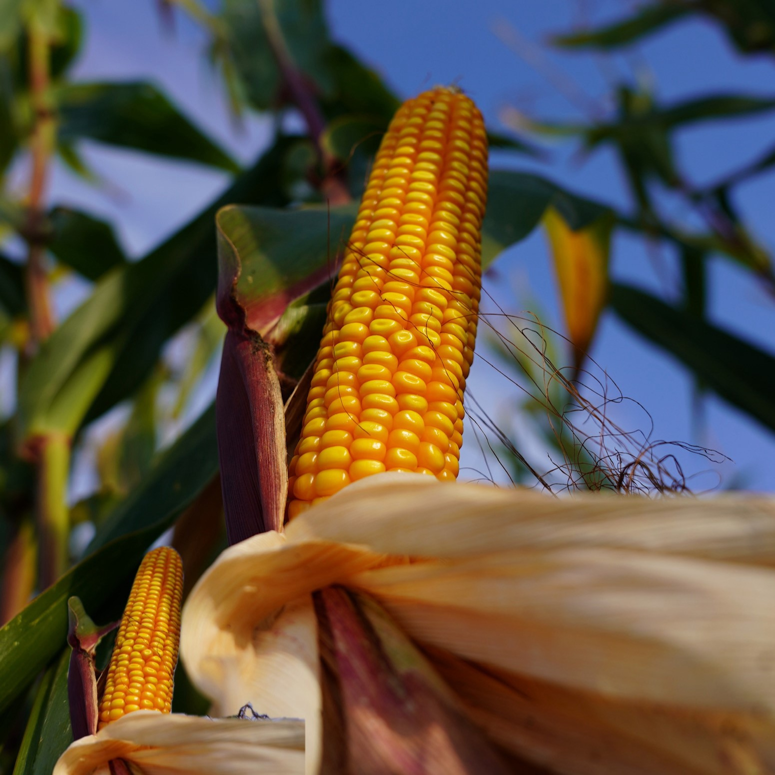 Kukurūzai P68106 (FAO 160) beic. Redigo M 2