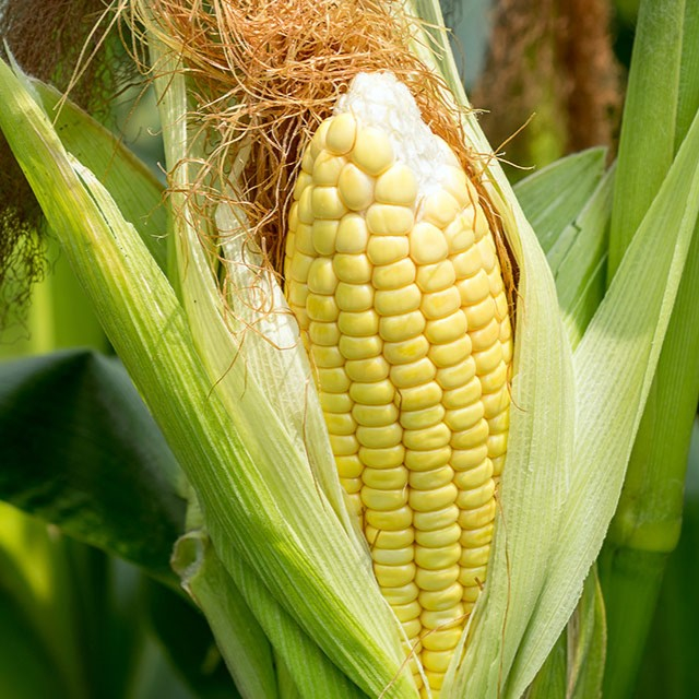 Kukurūzai SY COSMOS (FAO 200) beic. Redigo M 4