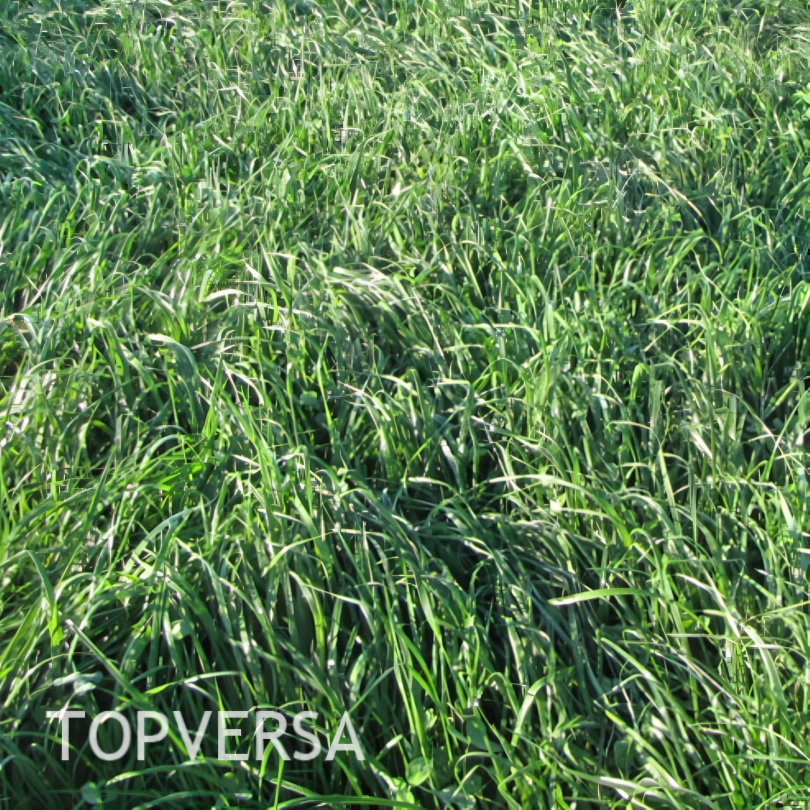 Pašarinių žolių mišinys TOPVERSA (15) 2