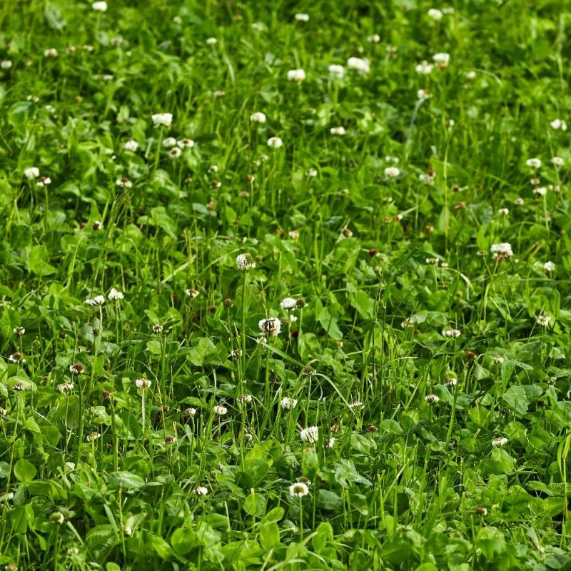 Pašarinių žolių mišinys TOPVERSA, 15 kg 4