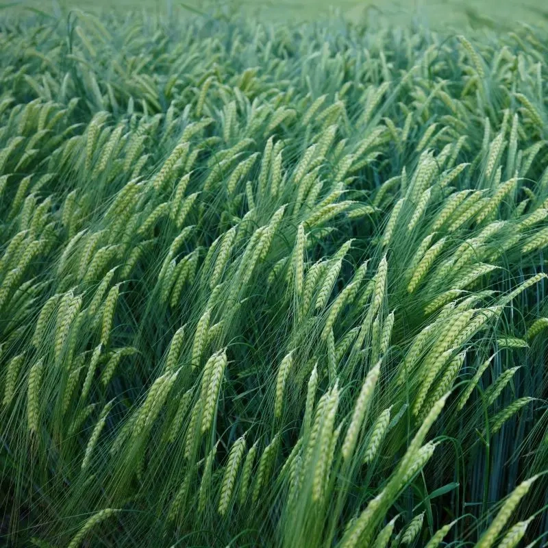 Vasariniai miežiai LG Diablo, 500 kg 2
