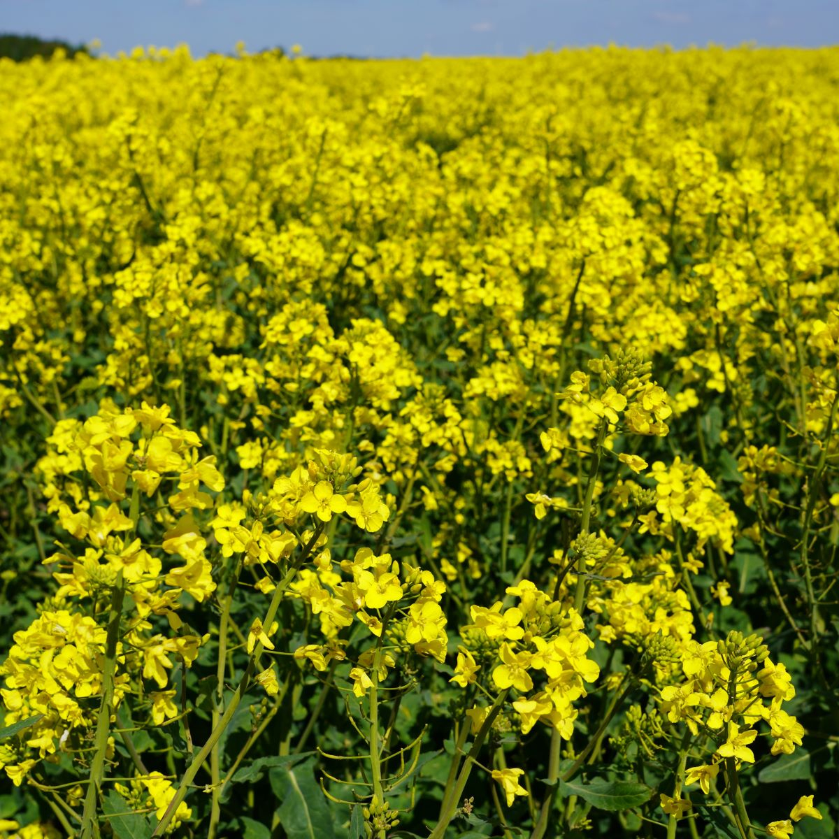 Žieminiai hibridiniai rapsai INV 2040 (Integral Pro) | UAB Agrokoncernas