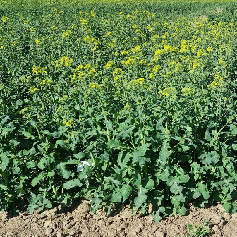 Žieminiai hibridiniai rapsai JUREK (IntegralPro) 2