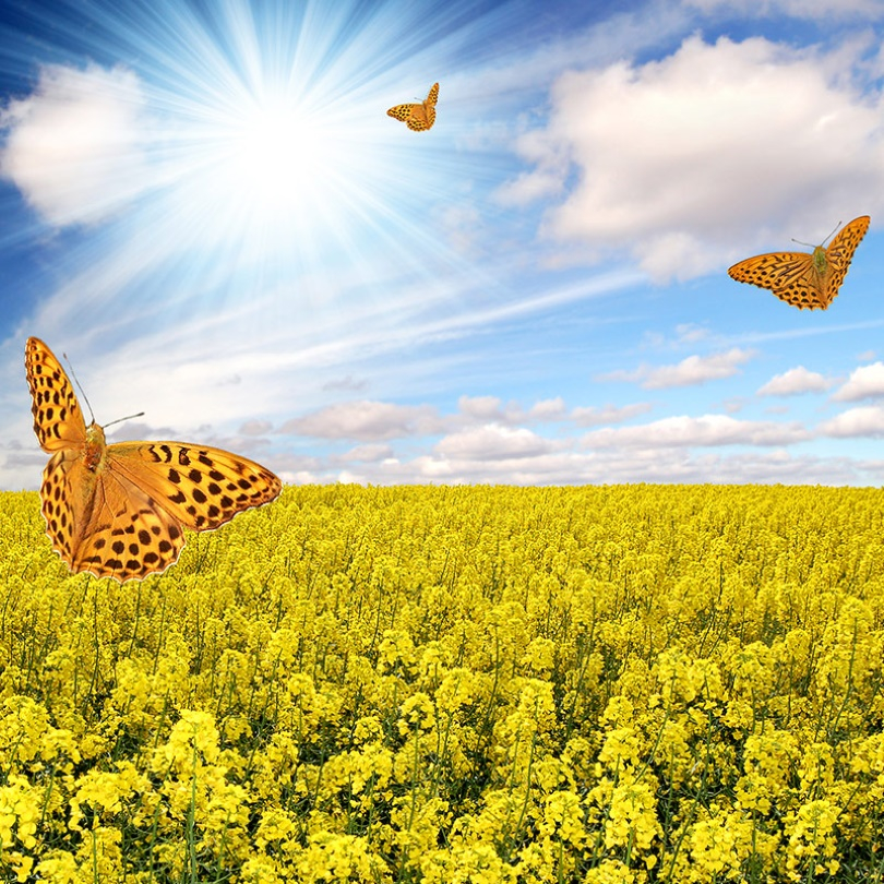 Žieminiai rapsai BUTTERFLY 2