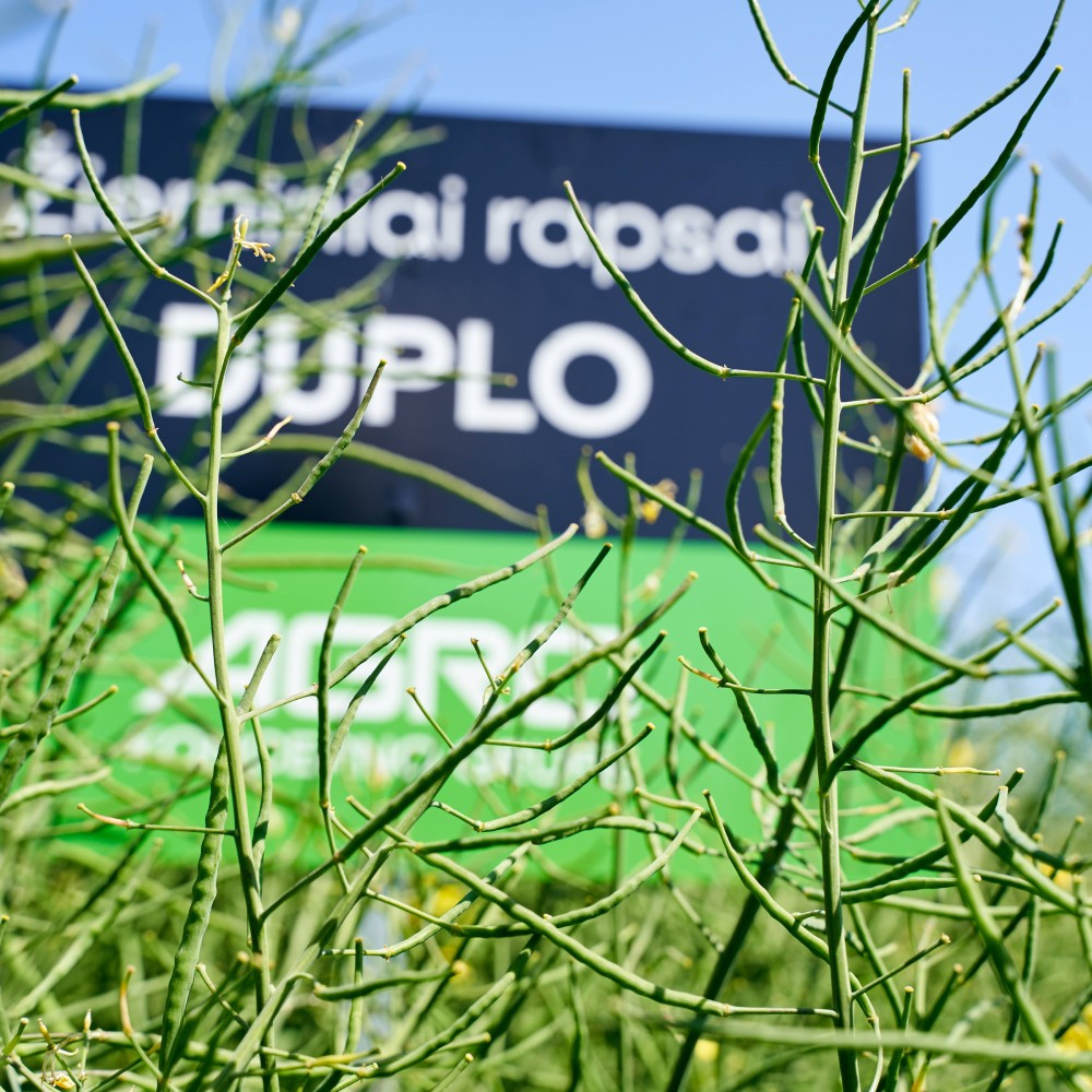 Žieminiai hibridiniai rapsai DUPLO (Integral Pro) 2