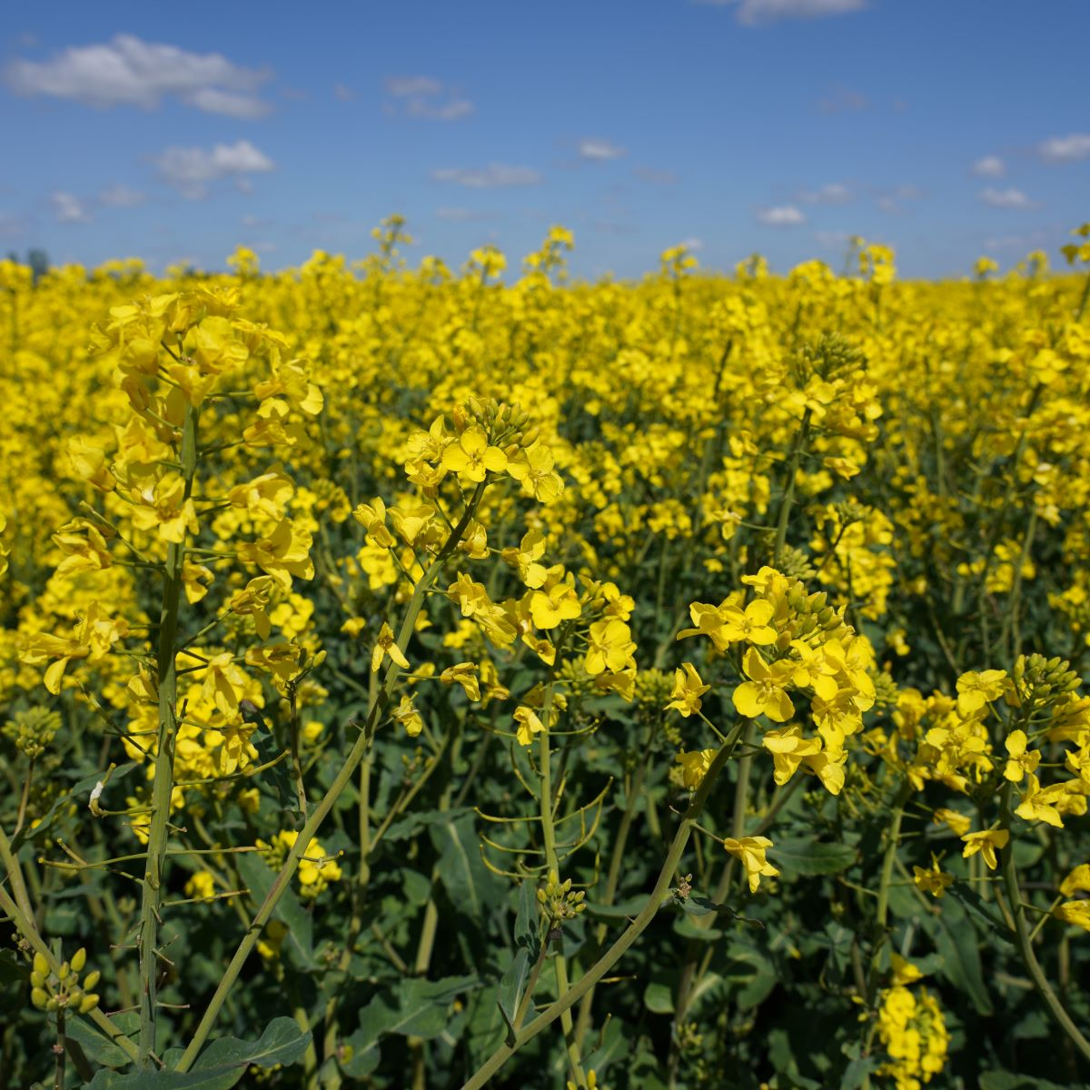 Žieminiai hibridiniai rapsai INV 2040 (Integral Pro) | UAB Agrokoncernas