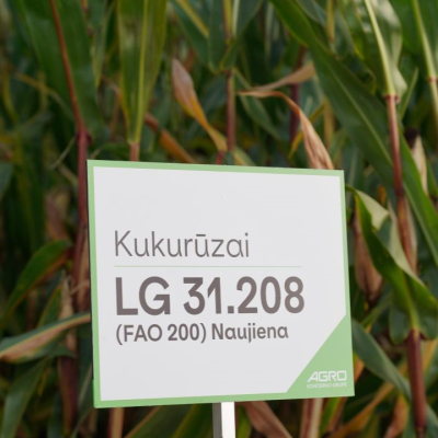 Kukurūzai LG 31.208 (FAO 200) beic. Korit Pro 2