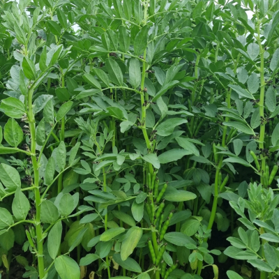 Lauko pupos Genius, 500 kg 1