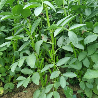 Lauko pupos Genius, 500 kg 2