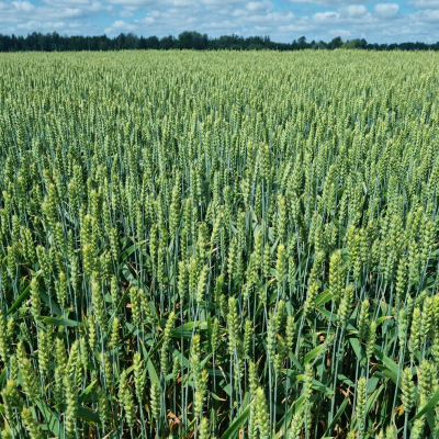 Vasariniai kviečiai KWS Dorium, 500 kg 1