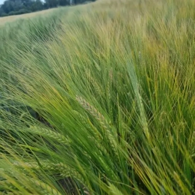 Vasariniai miežiai LG Flamenco, 500 kg 2