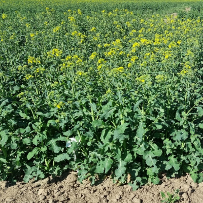 Žieminiai hibridiniai rapsai JUREK (IntegralPro) 3