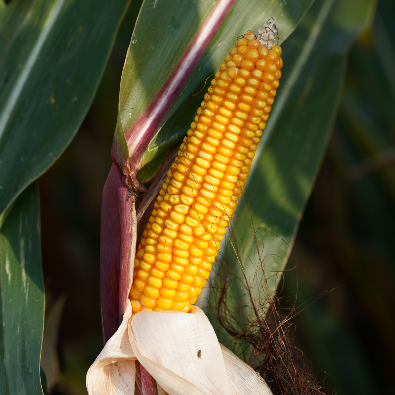 Kukurūzai P8153 (FAO 220) beic. Redigo M