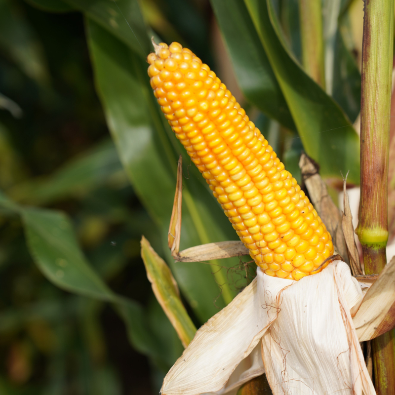 Kukurūzai BRV2445B (FAO 240) beic. Redigo M