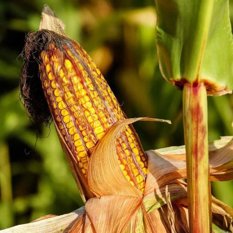 Kukurūzai LG 32.257 (FAO 230) beic. Redigo M