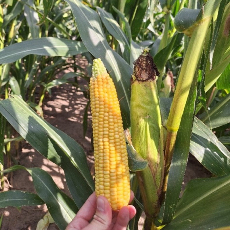 Kukurūzai LG 31.208 (FAO 200) beic. Korit Pro