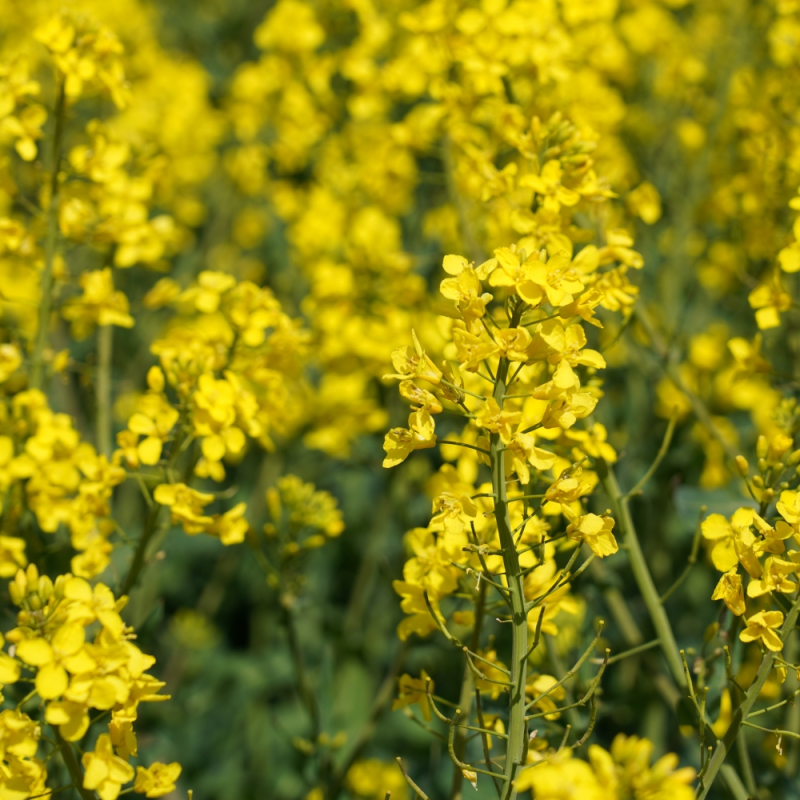 Žieminiai hibridiniai rapsai KWS SKOROS (Integral Pro)