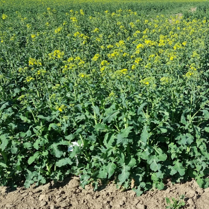 Žieminiai hibridiniai rapsai JUREK (IntegralPro)