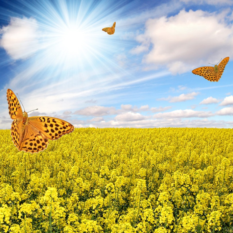 Žieminiai rapsai BUTTERFLY