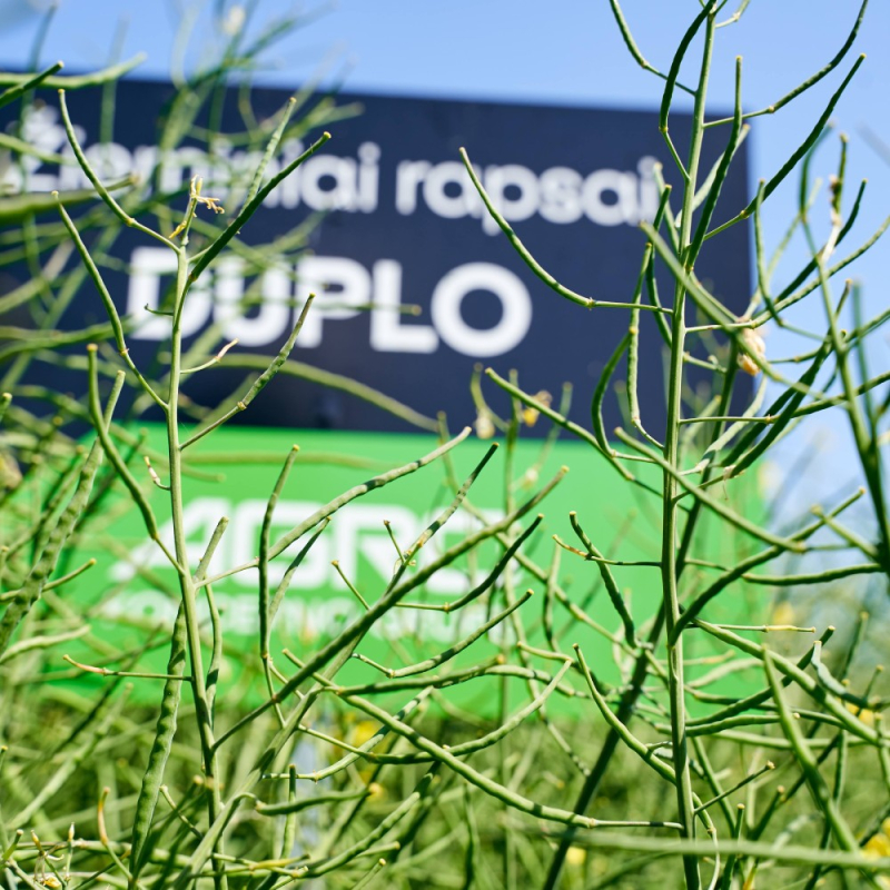 Žieminiai hibridiniai rapsai DUPLO (Integral Pro)