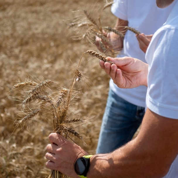 Nepriklausomų agronomų paslauga